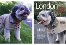 Fabric Dog Raincoat Free Sewing Patterns Fabric Dog Raincoat Free Sewing Patterns